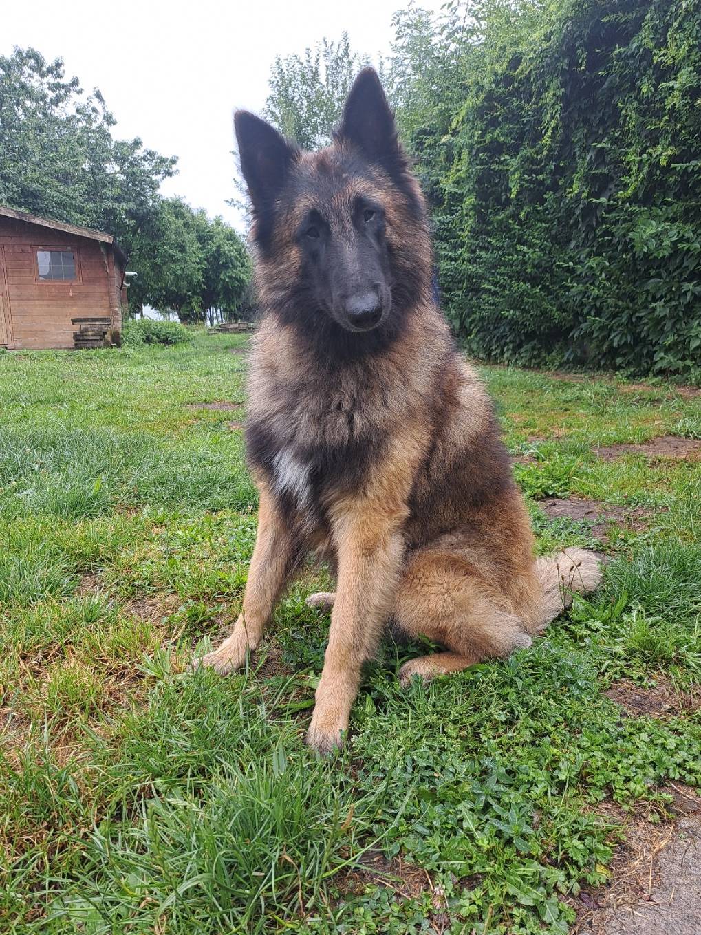  Étalon Tervueren disponible pour saillie  Pedigree F C I quatrième