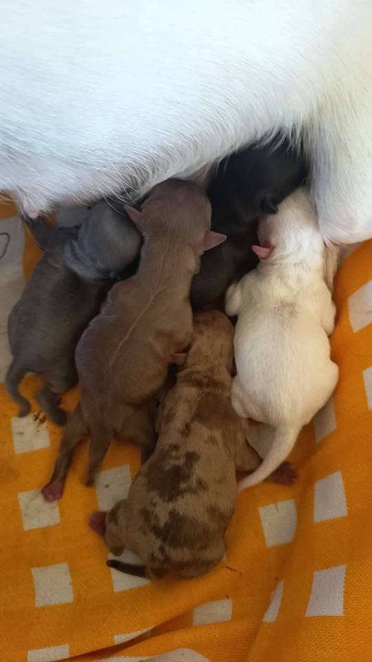 Chiots chihuahua
