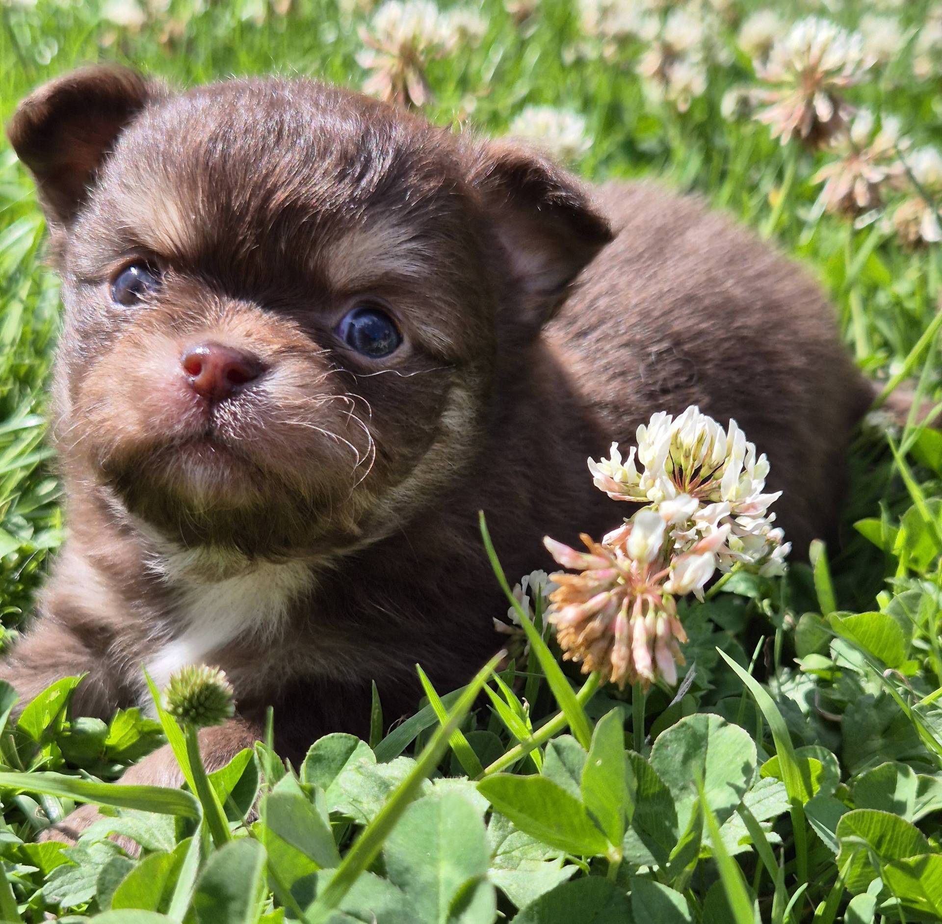 Chihuahua mâle  sixième