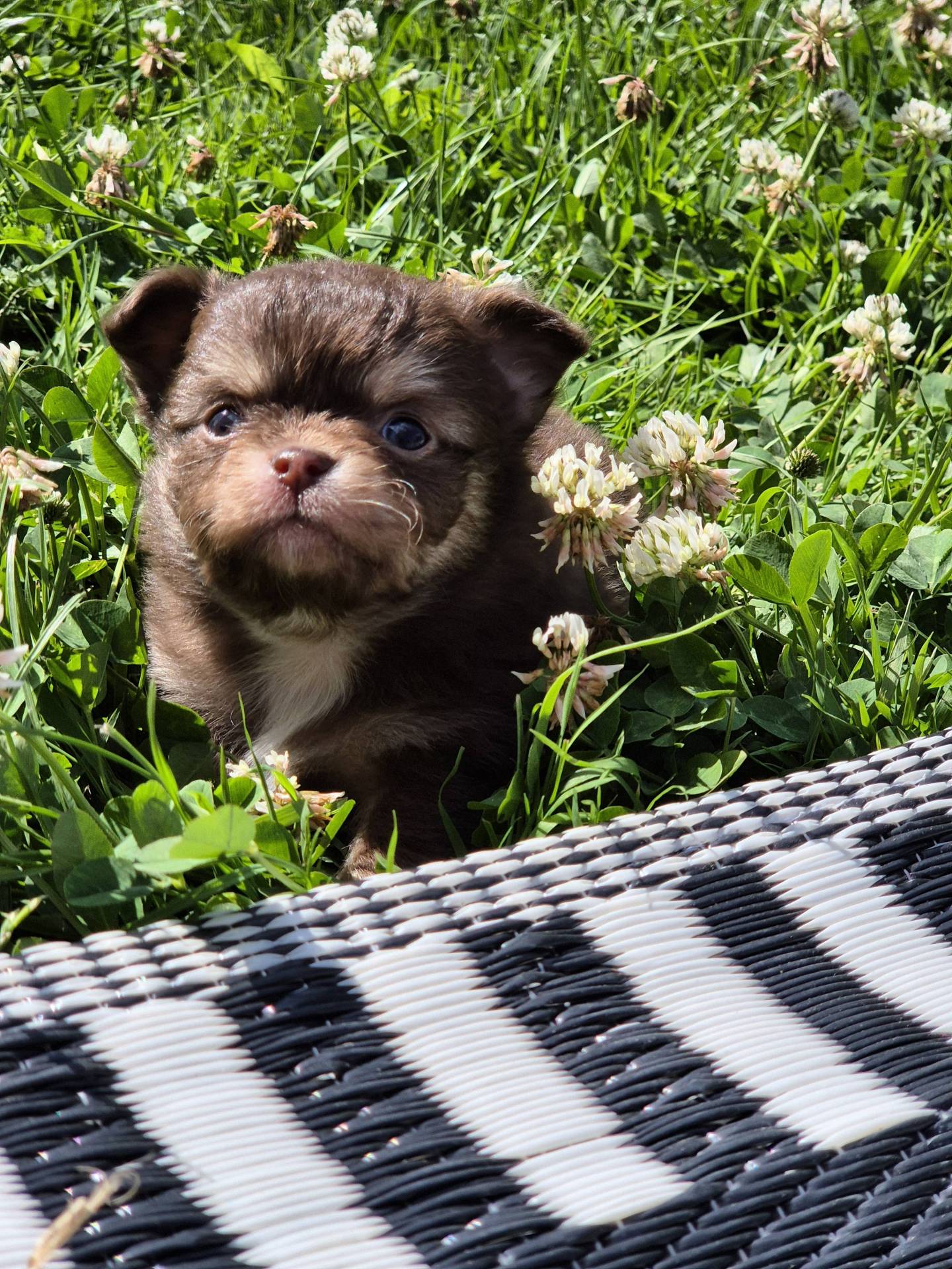 Chihuahua mâle  deuxième