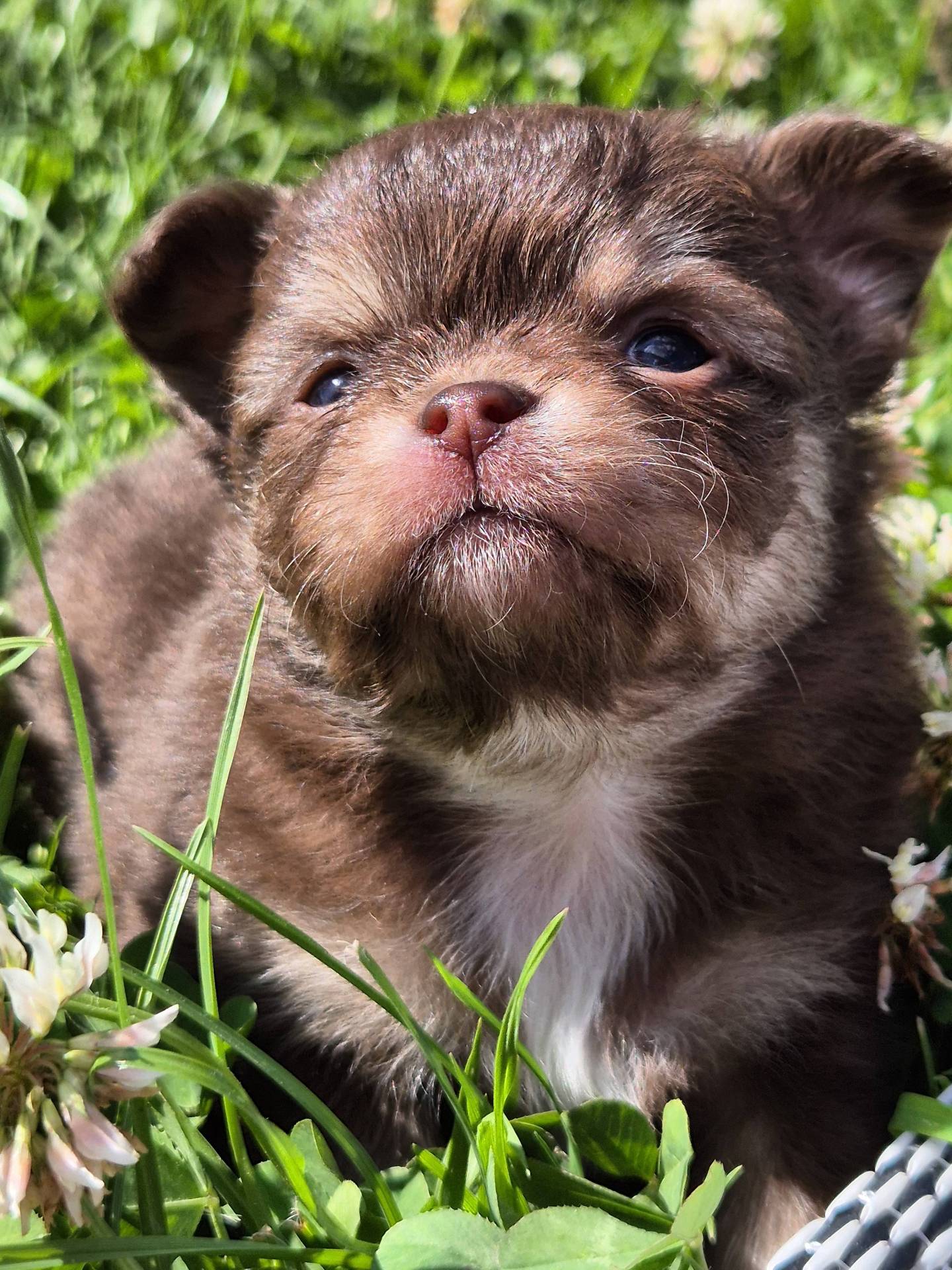 Chihuahua mâle  septième