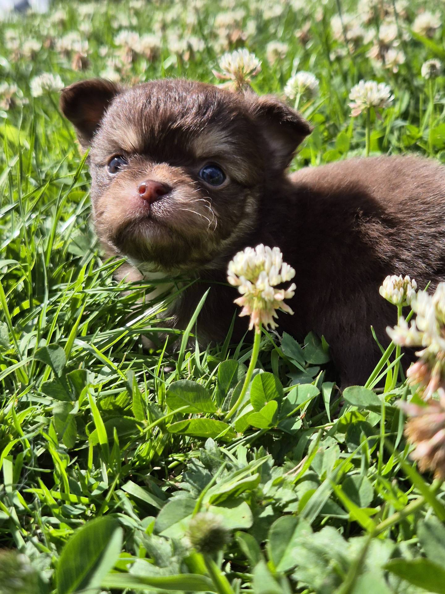 Chihuahua mâle  neuvième