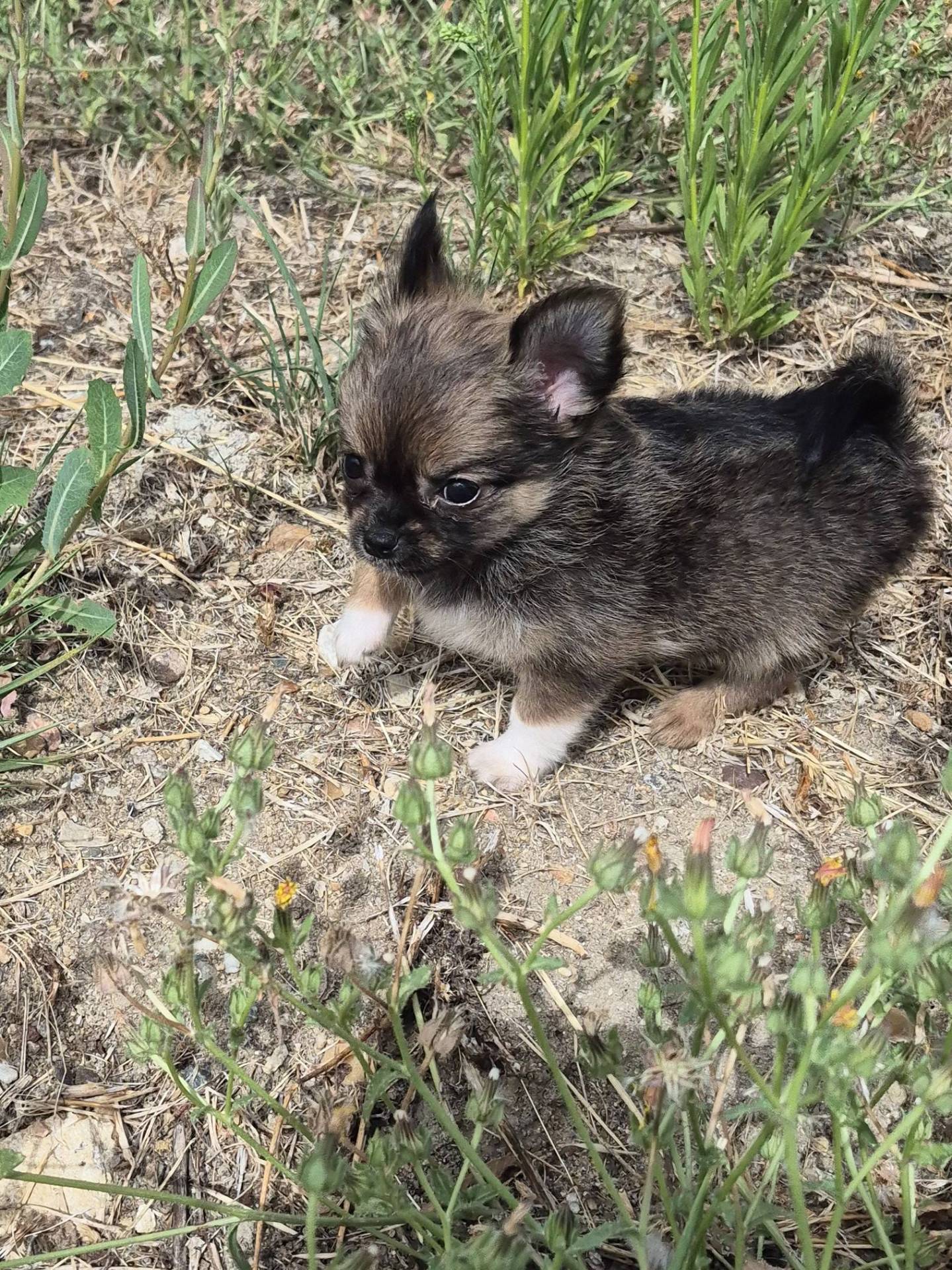 Femelle chihuahua non lof troisième