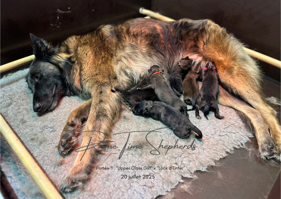 Chiots Bergers belges Tervueren Losh