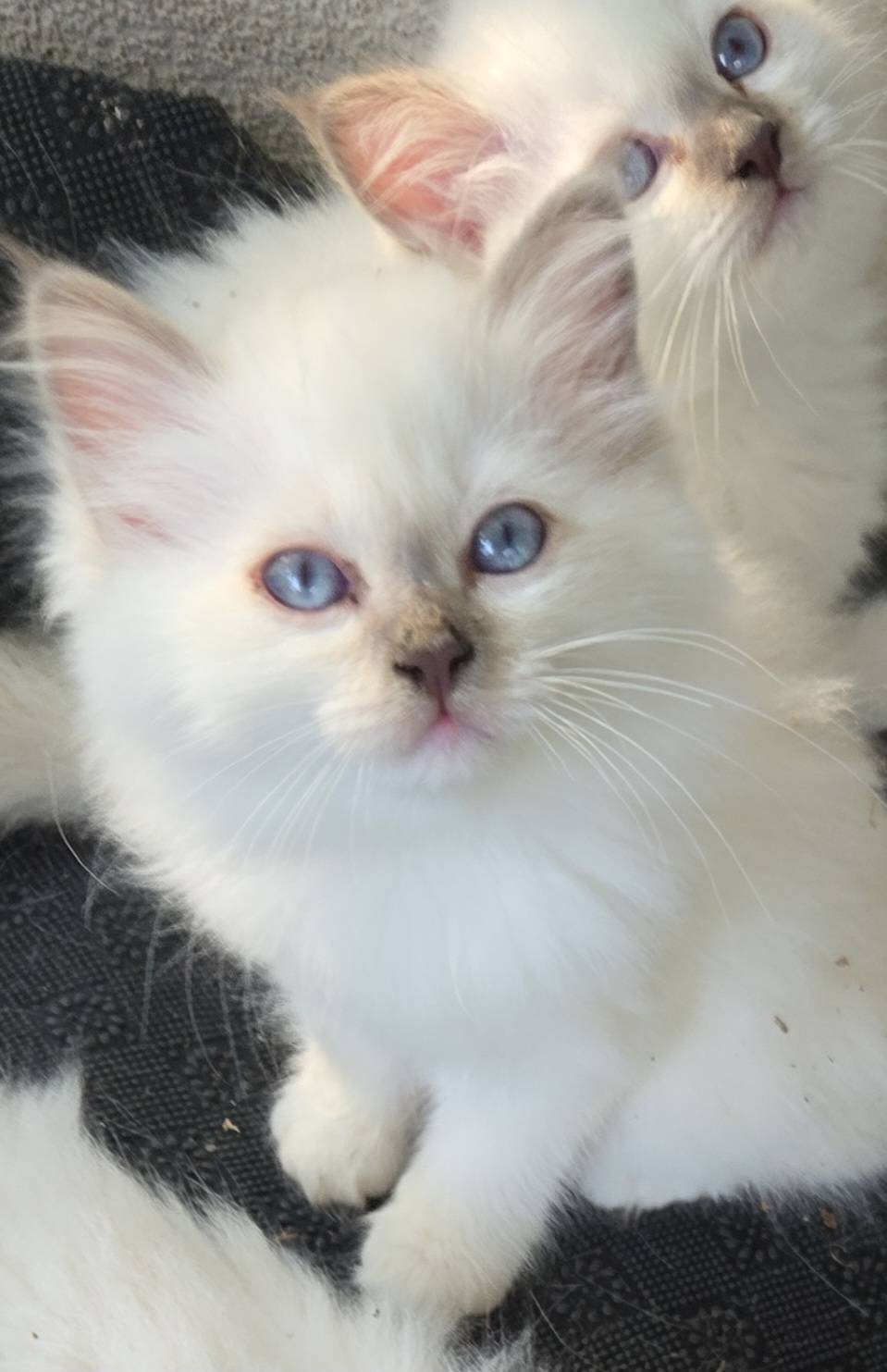 Vente sacré de Birmanie  quatrième