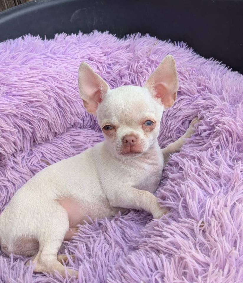 Chiots mâles chihuahua Lof pure race