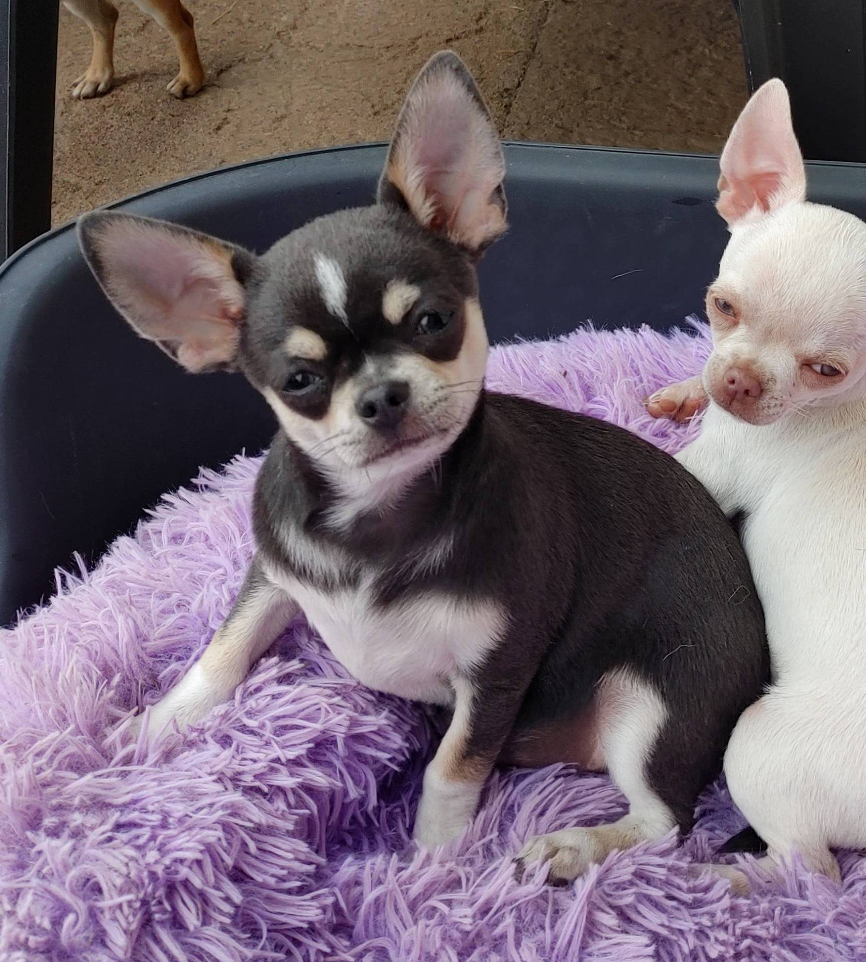 Chiots mâles chihuahua Lof pure race neuvième