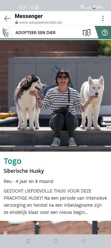 Des husky à l'adoption via refuge 