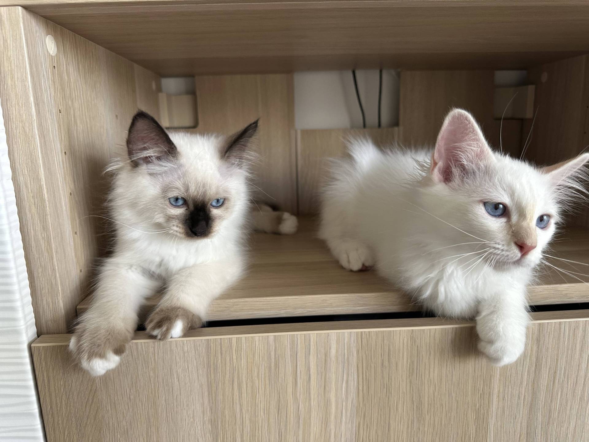 Chatons Loof septième