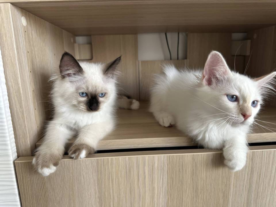 Chatons Loof