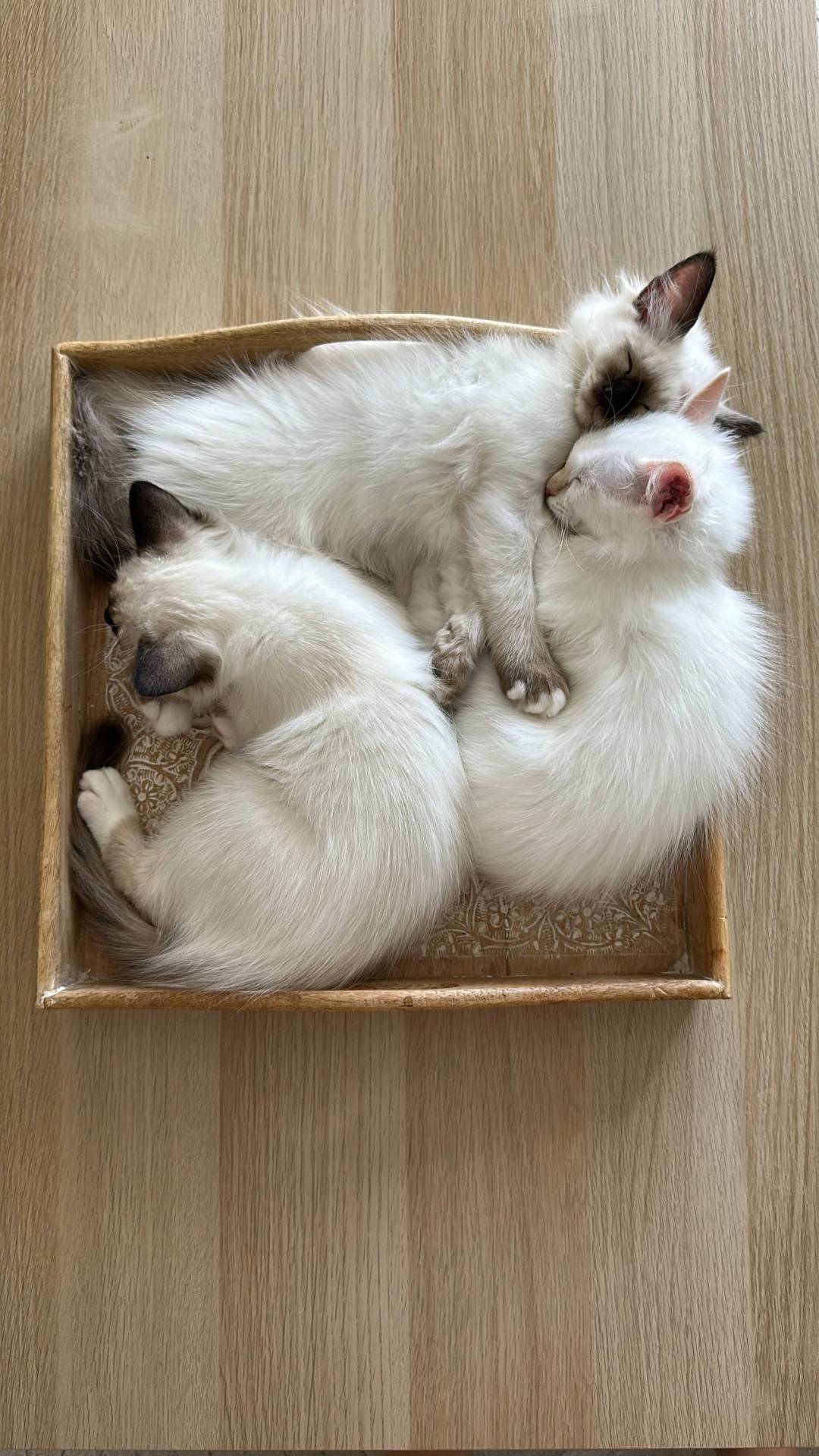Chatons Loof septième