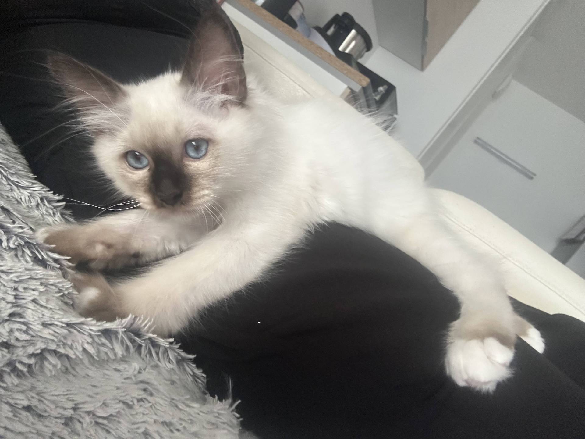 Chatons Loof première