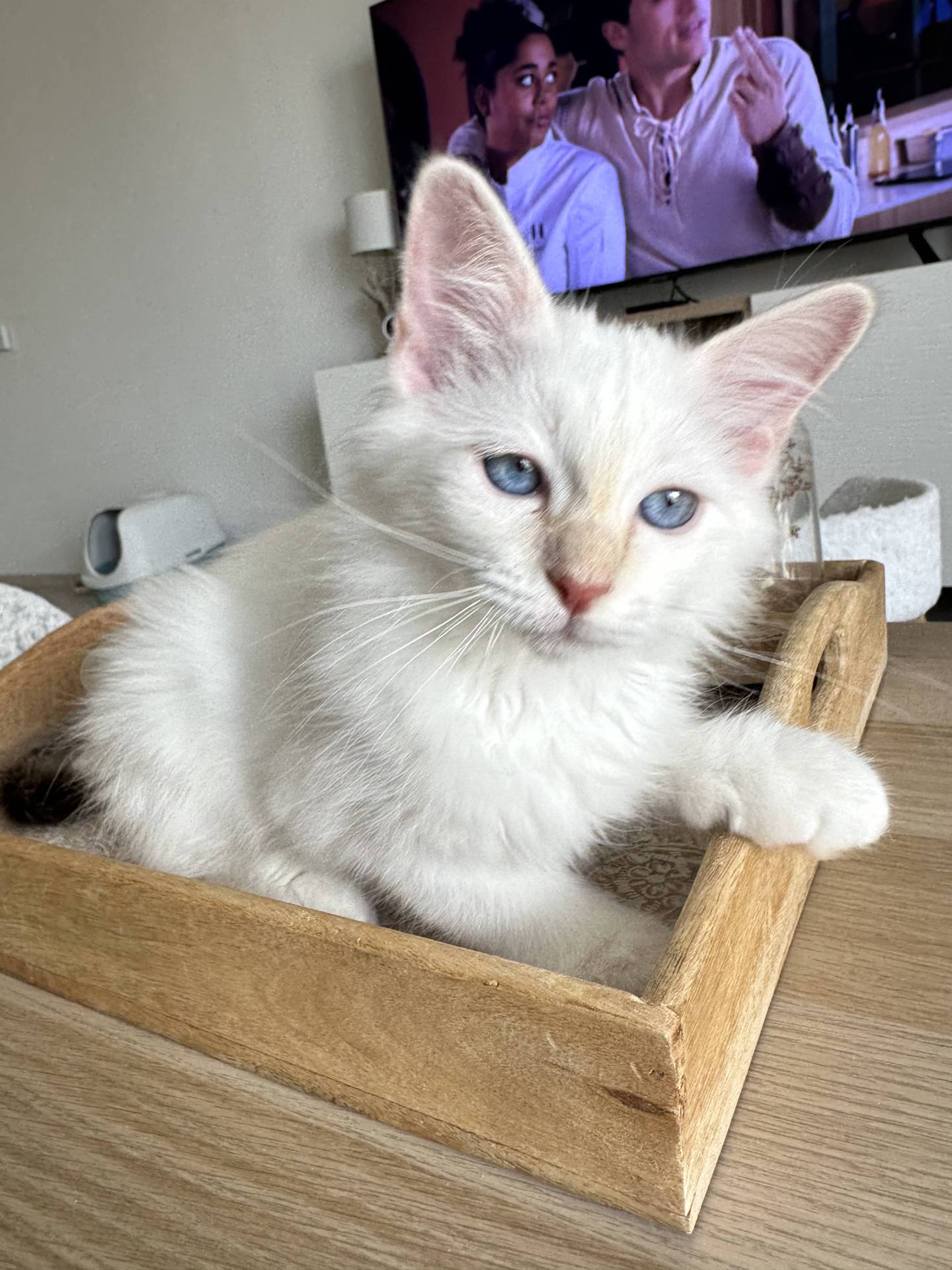 Chatons Loof deuxième