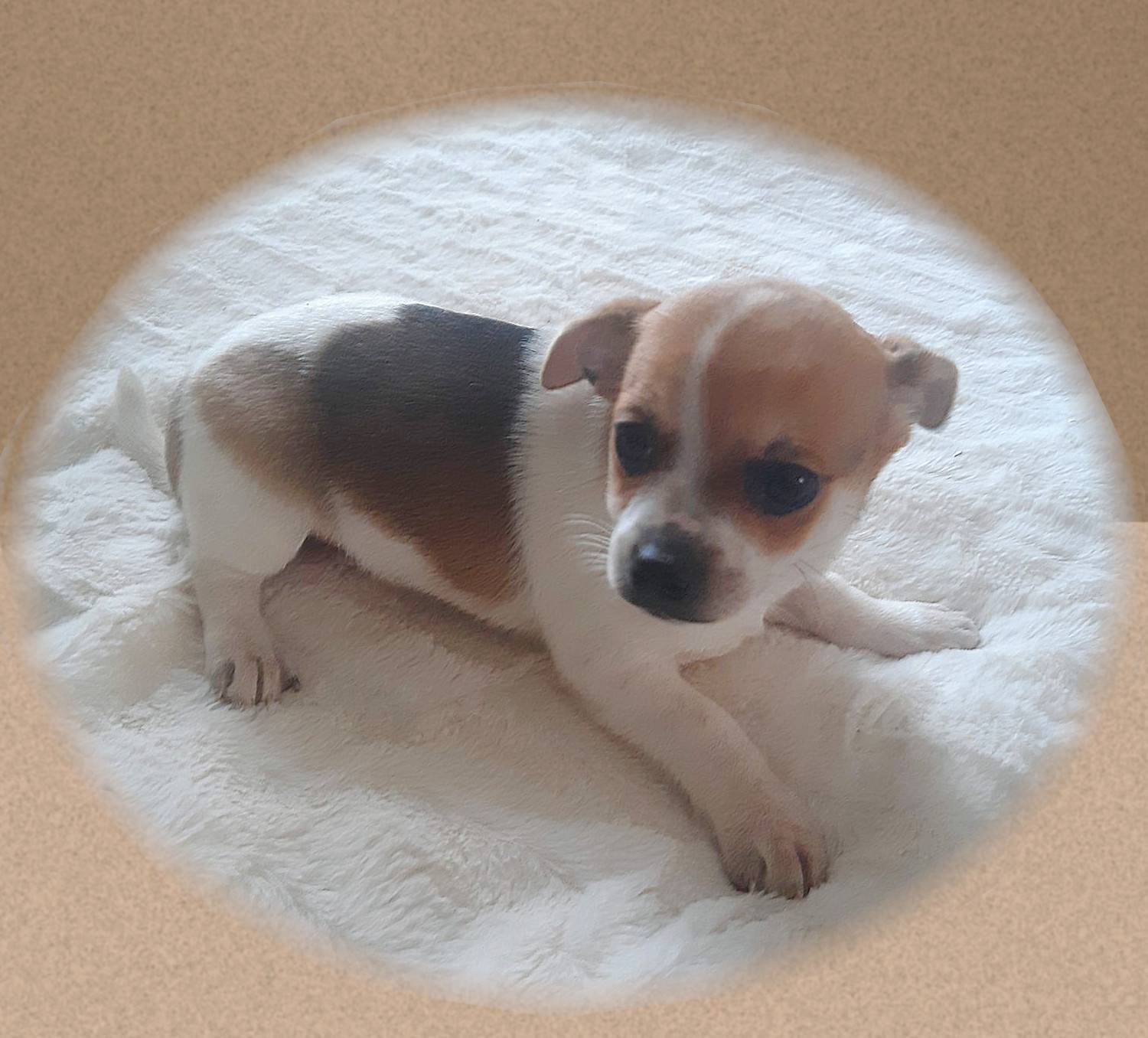 Chihuahua a réserver  deuxième
