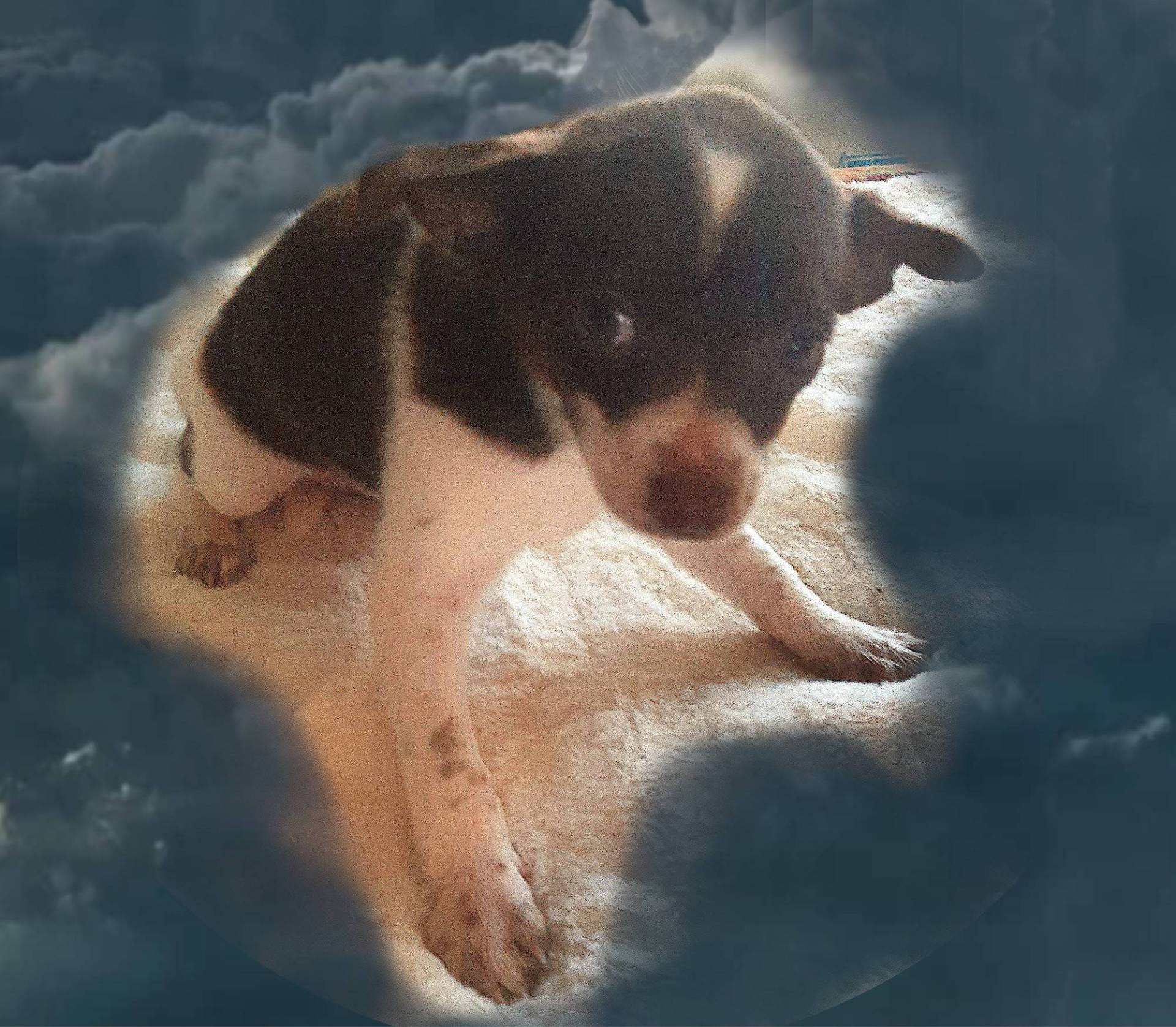 Chihuahua a réserver  septième