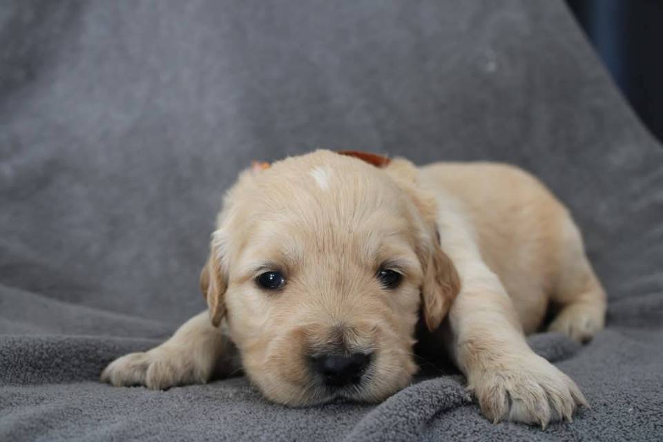 Magnifiques chiots Golden Retriever Lof 