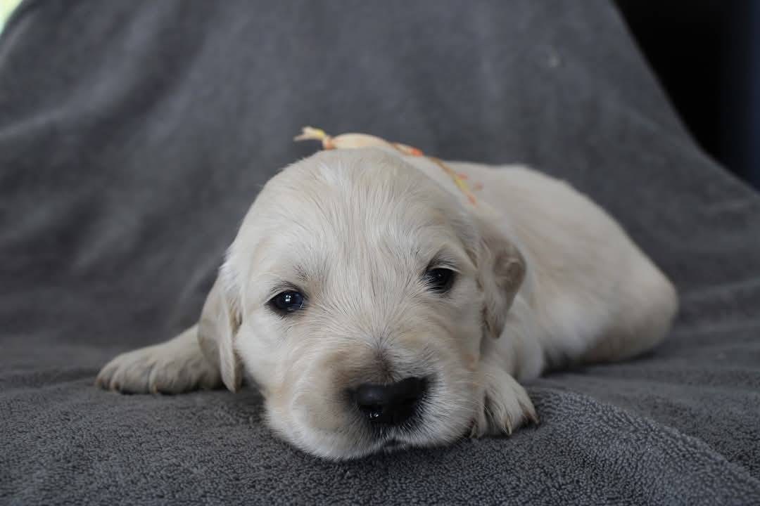 Magnifiques chiots Golden Retriever Lof  cinquième