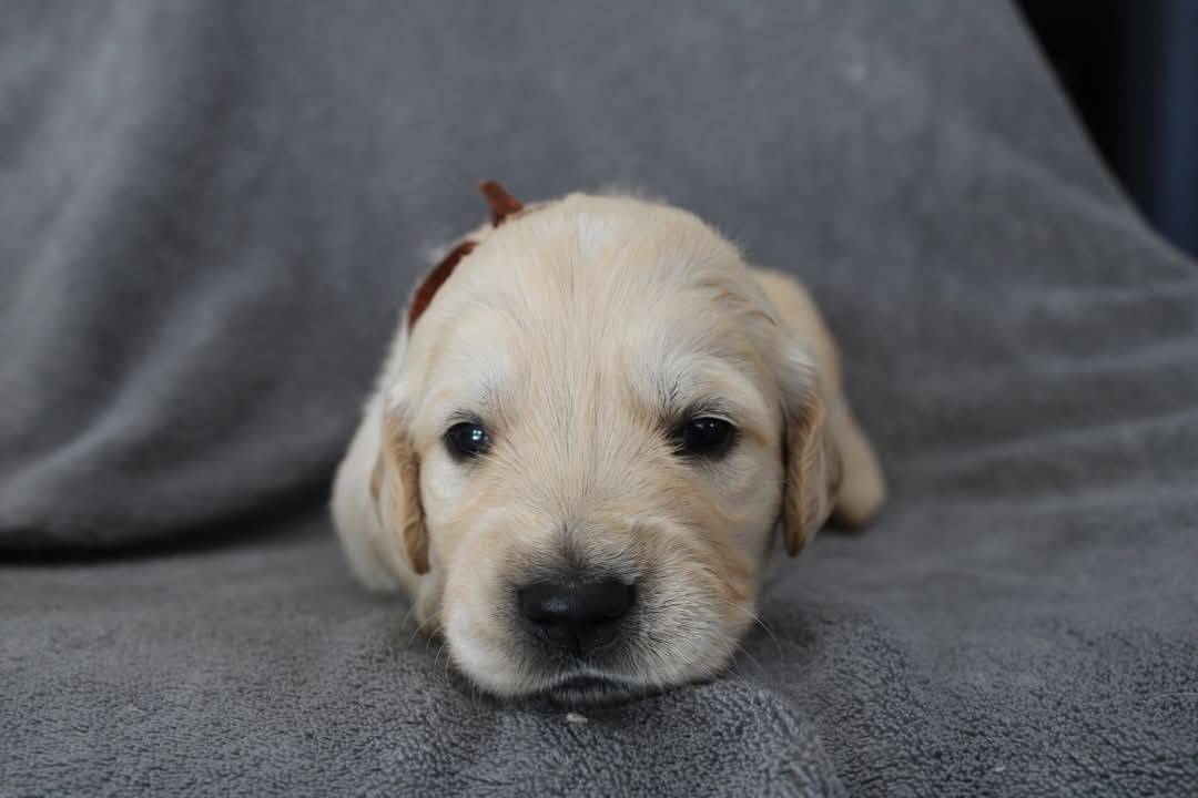 Magnifiques chiots Golden Retriever Lof  cinquième