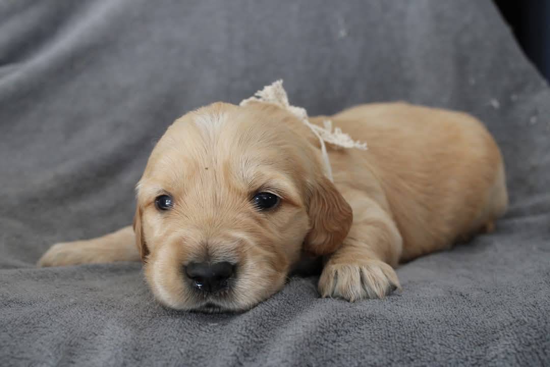 Magnifiques chiots Golden Retriever Lof  quatrième