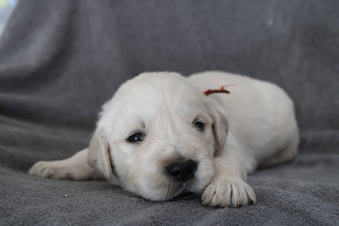 Magnifiques chiots Golden Retriever Lof  première