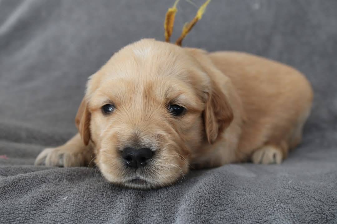Magnifiques chiots Golden Retriever Lof  deuxième