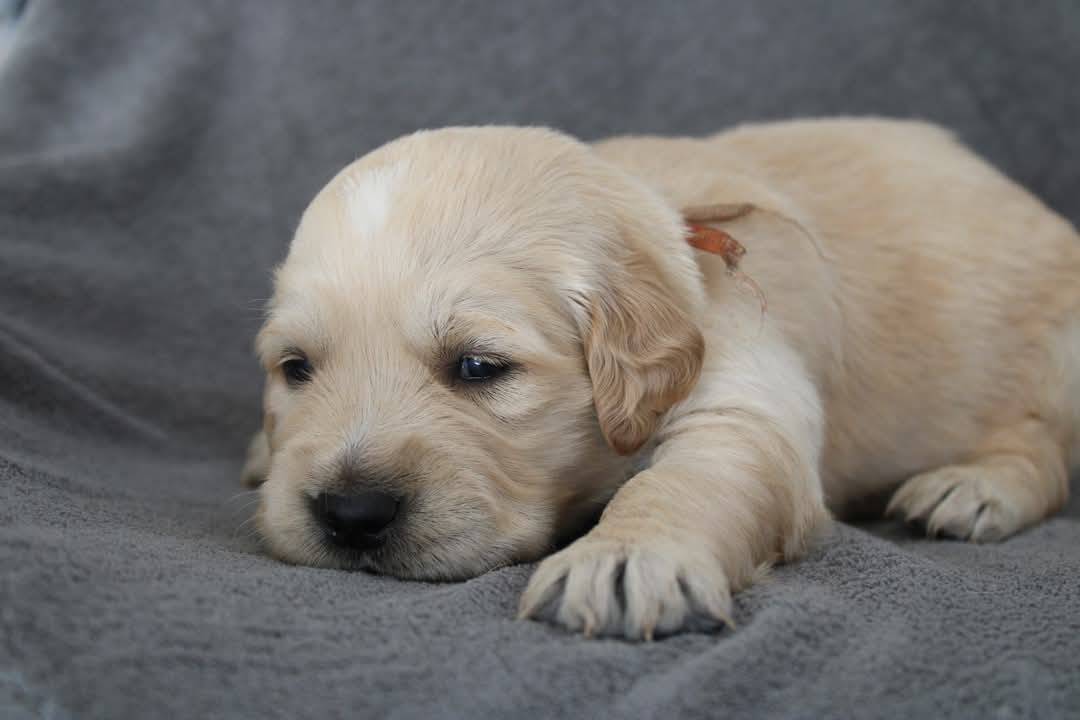 Magnifiques chiots Golden Retriever Lof  neuvième