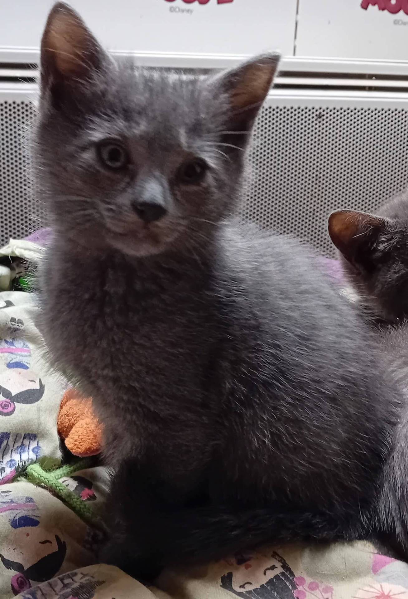 Chatons loof cinquième