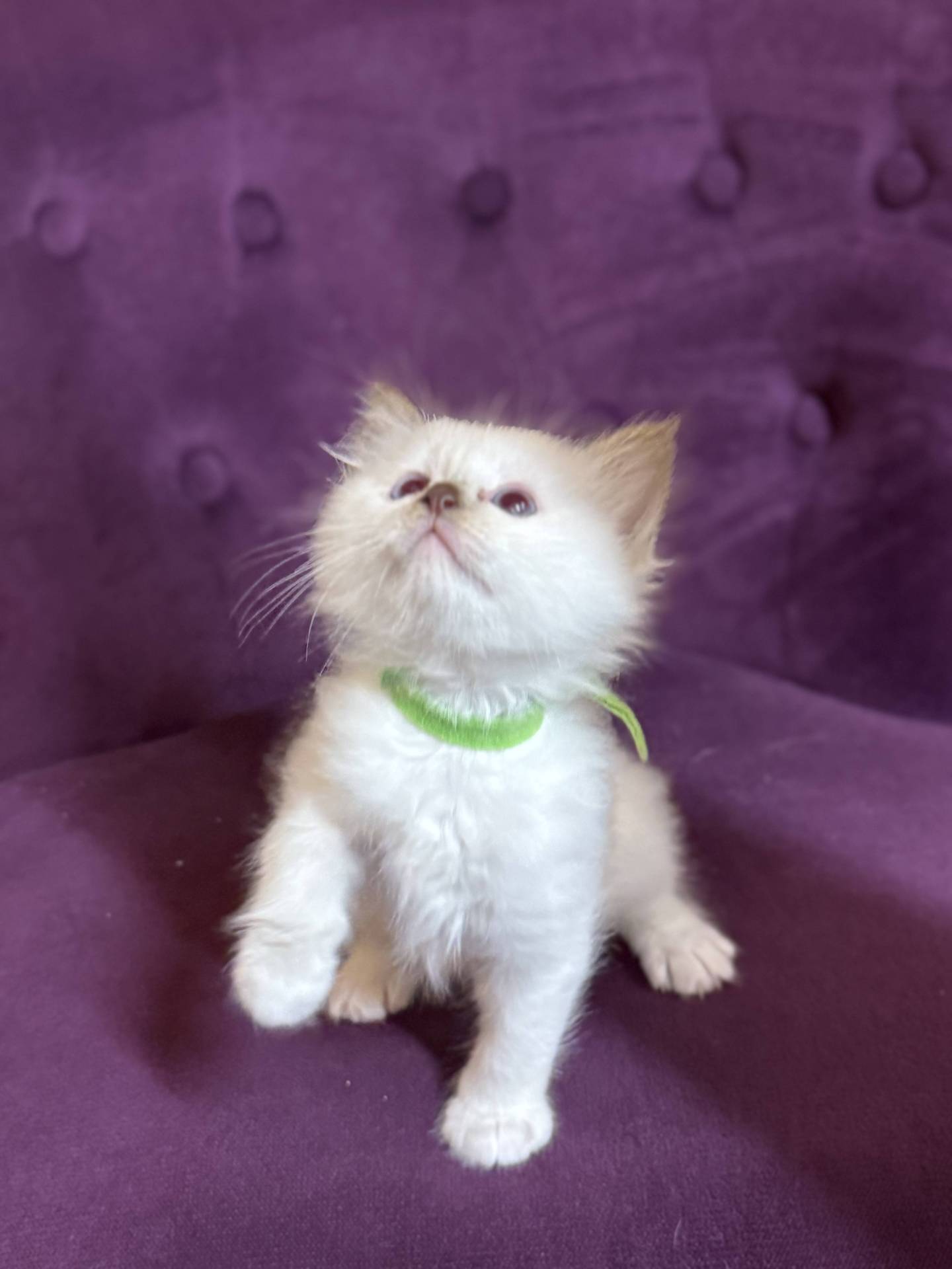 Chatons sacrés de Birmanie  deuxième