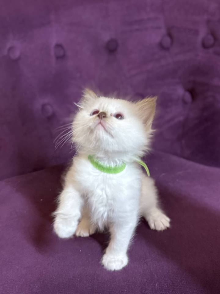 Chatons sacrés de Birmanie 