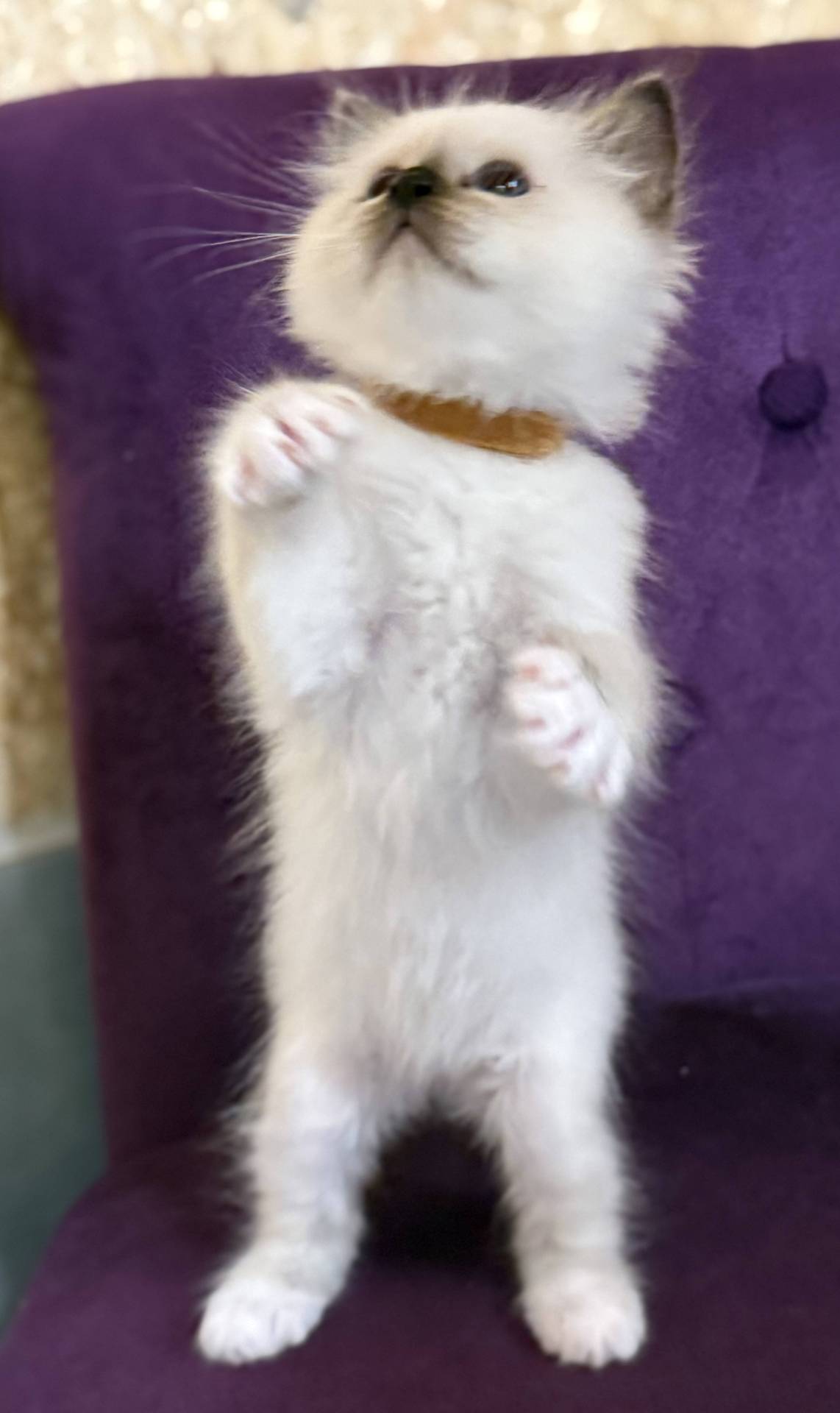 Chatons sacrés de Birmanie  huitième