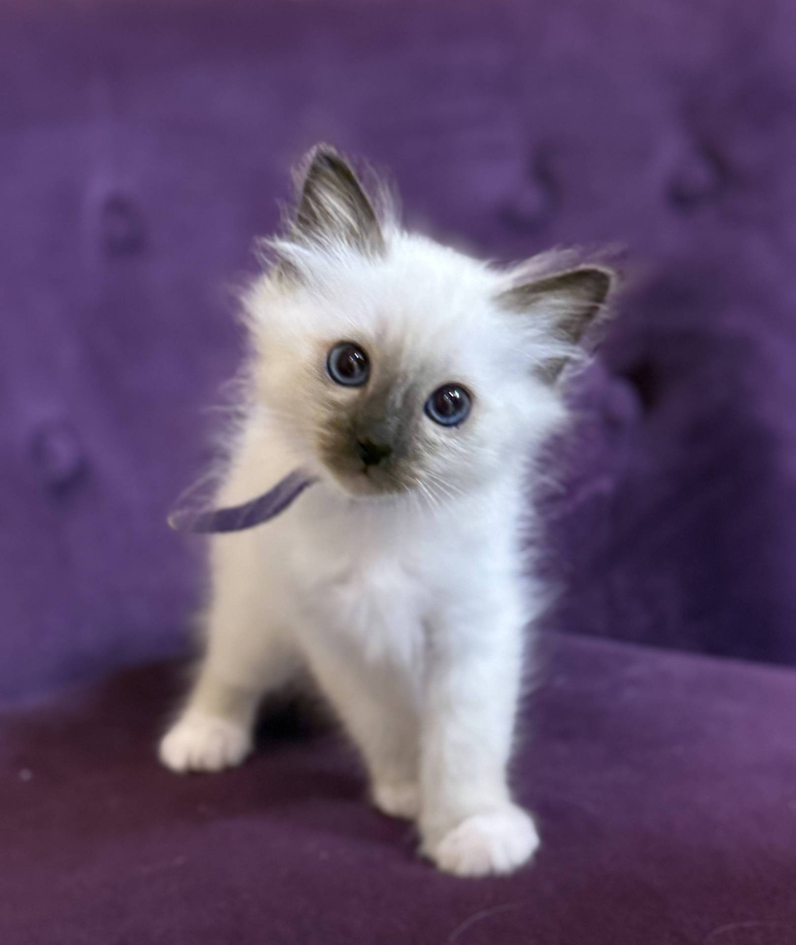 Chatons sacrés de Birmanie  deuxième