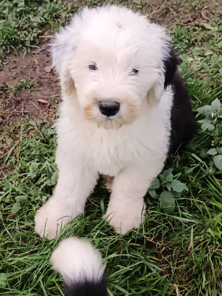Chiots bobtail lof