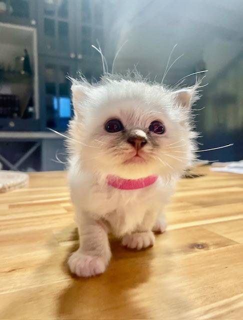Adorables chatons Loof Sacré de Birmanie à réserver quatrième