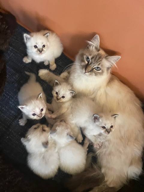 Adorables chatons Loof Sacré de Birmanie à réserver cinquième