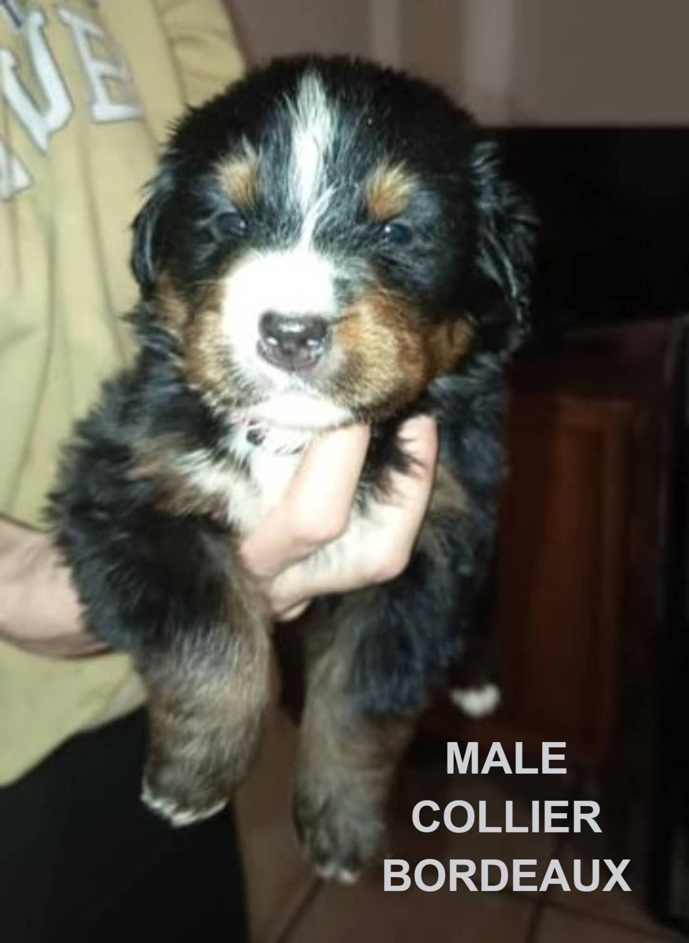 Chiots Bouvier Bernois Non Lof à Réserver  quatrième