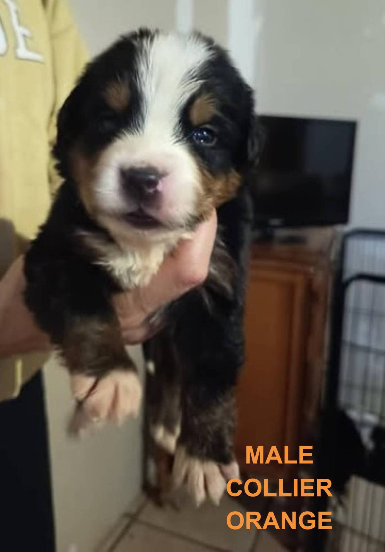 Chiots Bouvier Bernois Non Lof à Réserver  huitième