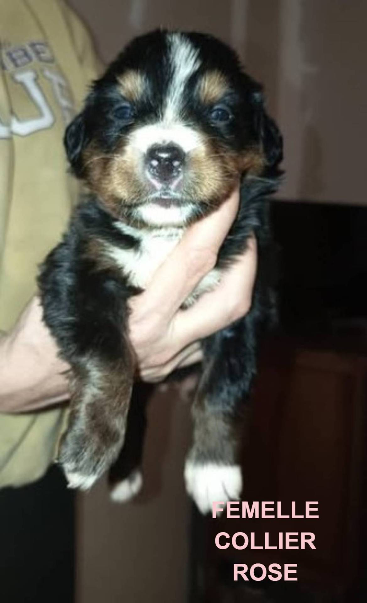 Chiots Bouvier Bernois Non Lof à Réserver  cinquième