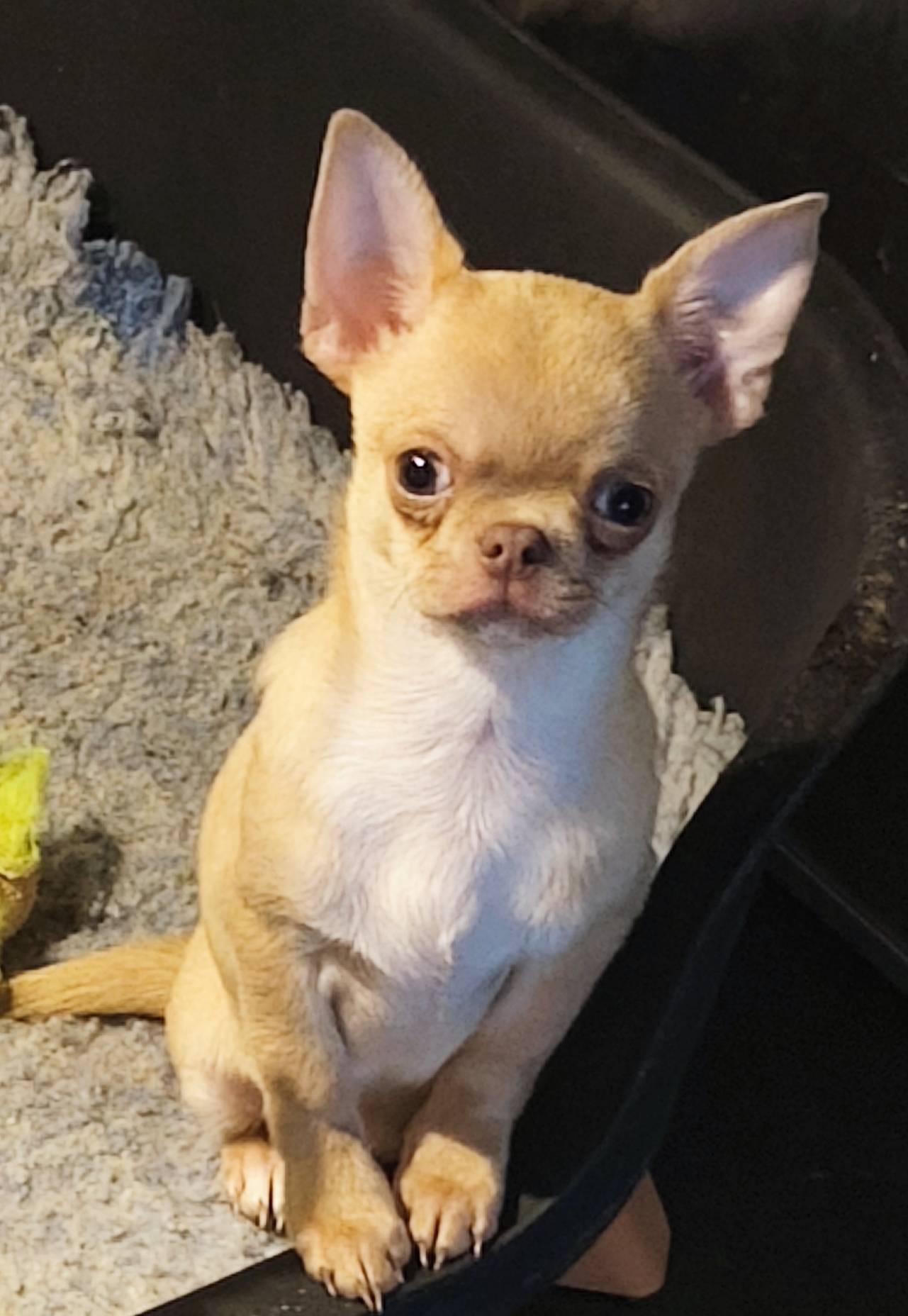 Sublime mâle chihuahua poils courts  première