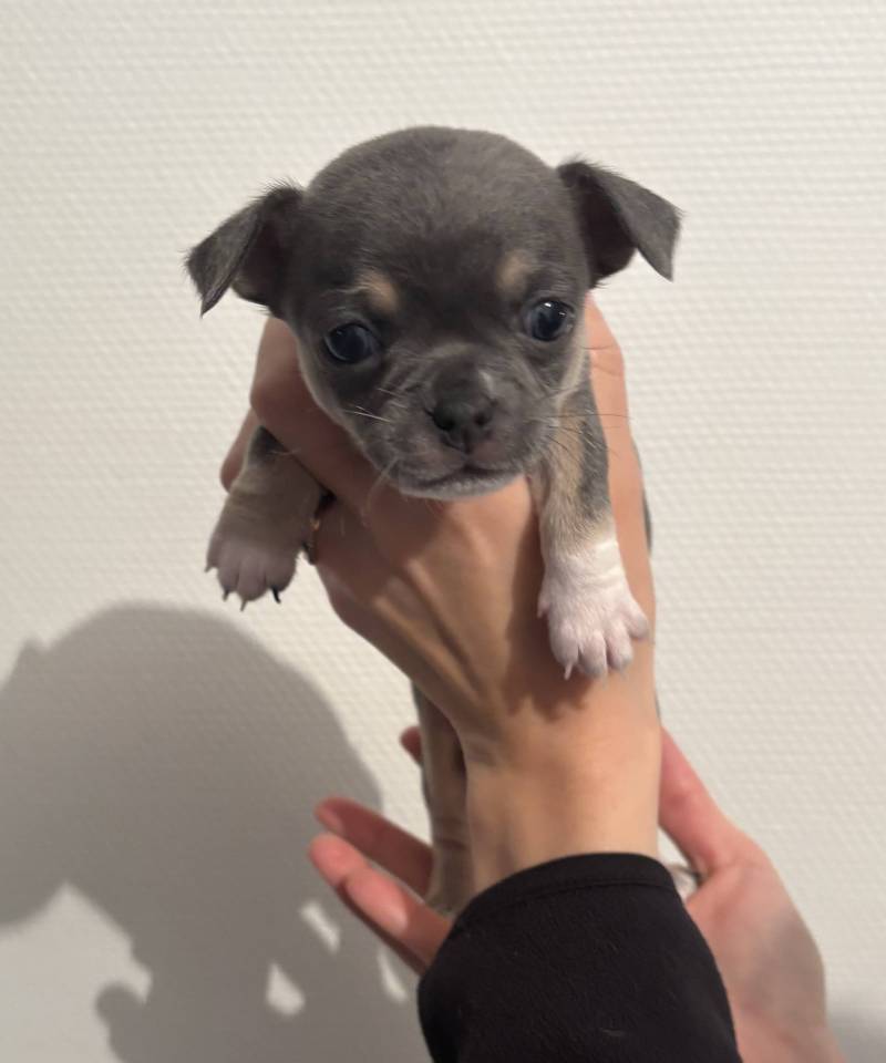 Chiot Chihuahua 