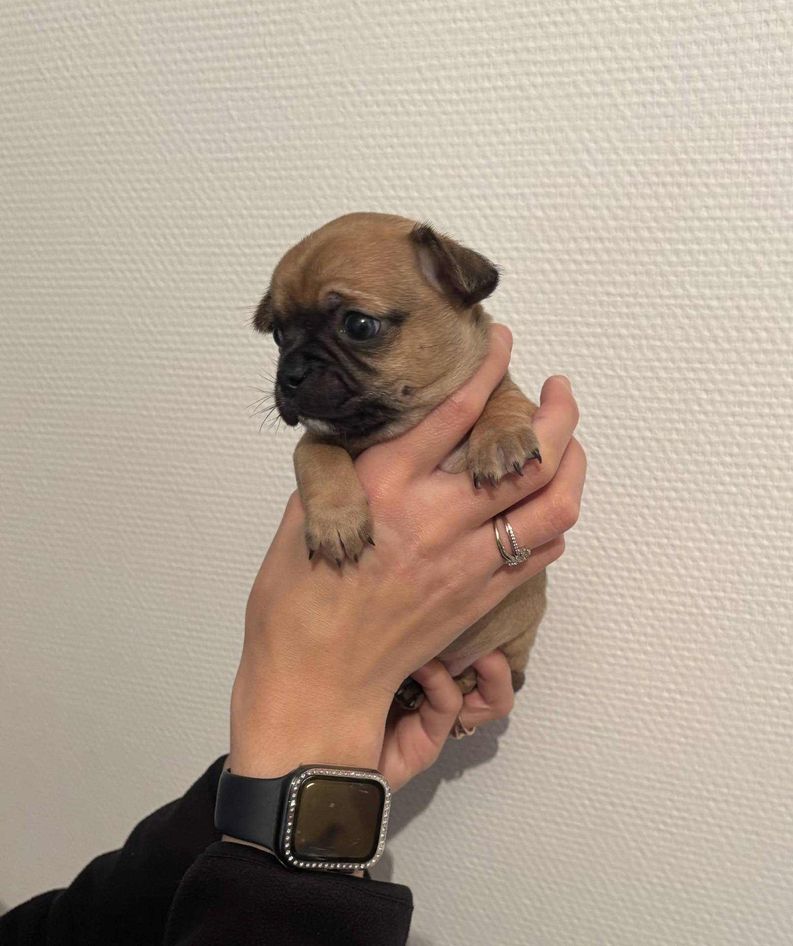 Chiot Chihuahua  troisième