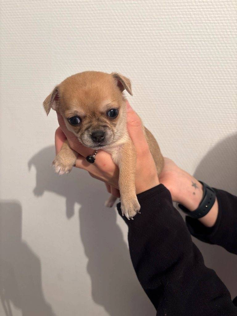 Chiot Chihuahua  deuxième