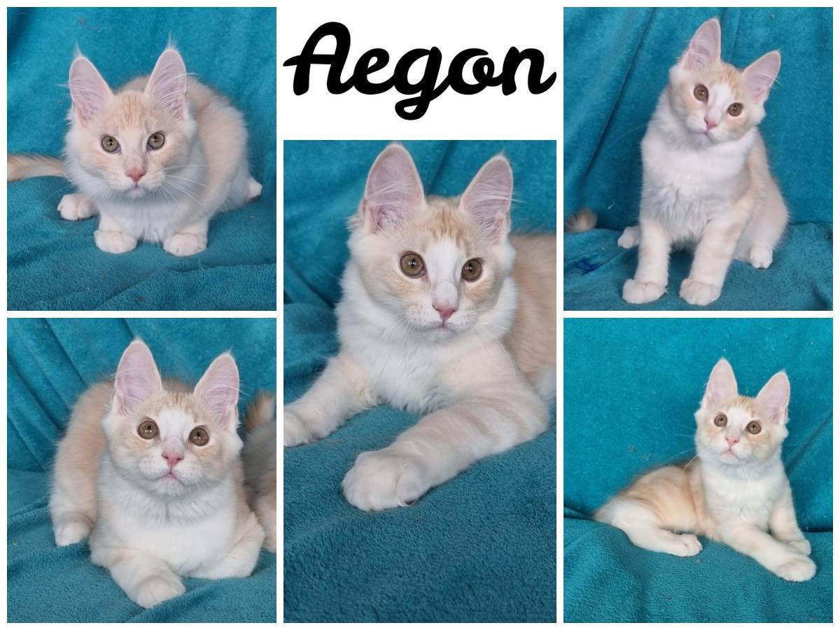 1 mâle maine coon loof Disponible De Suite cinquième