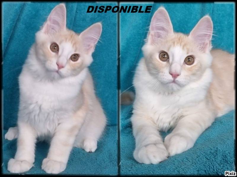 1 mâle maine coon loof Disponible De Suite deuxième