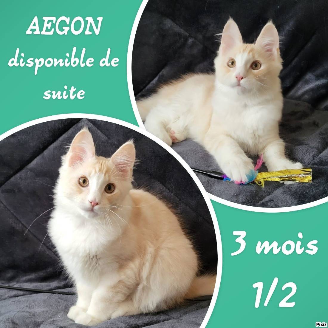 1 mâle maine coon loof Disponible De Suite première