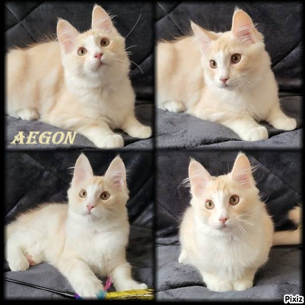 1 mâle maine coon loof Disponible De Suite cinquième