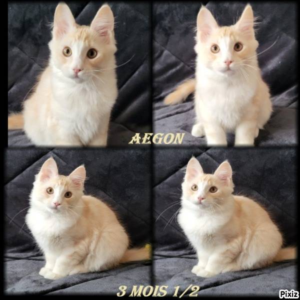 1 mâle maine coon loof Disponible De Suite neuvième