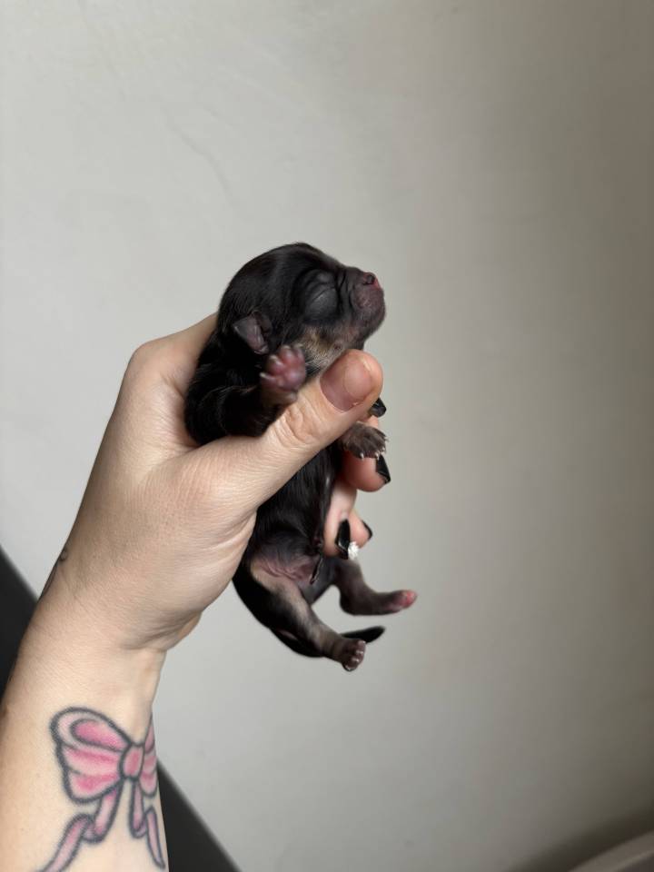 Chiots chihuahuas non lof