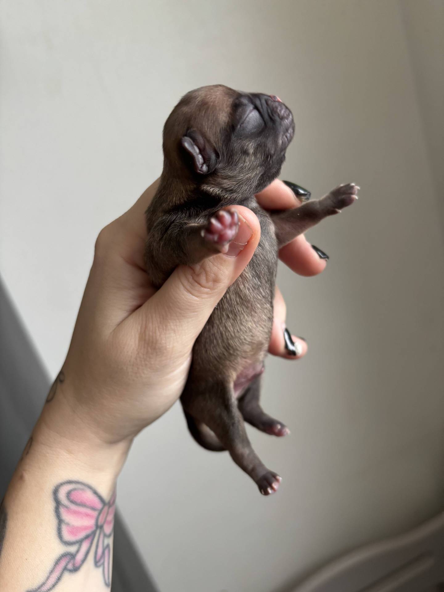 Chiots chihuahuas non lof quatrième