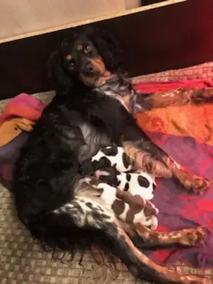 Chiot epagneul breton Lof tricolore à naitre en janvier 2026