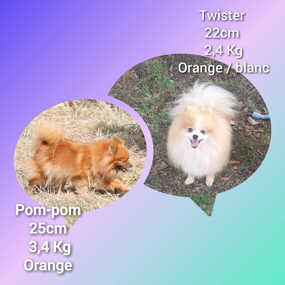 Spitz nain 